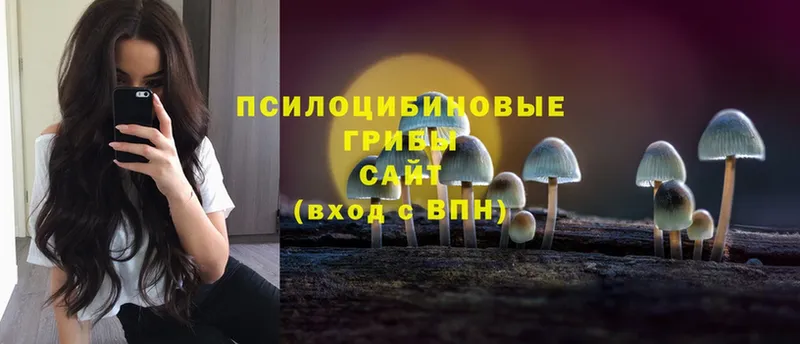 купить   Бодайбо  Галлюциногенные грибы Cubensis 